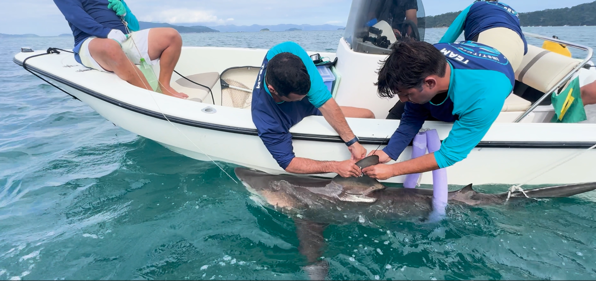 Tubarões são monitorados via satélite no litoral do RJ