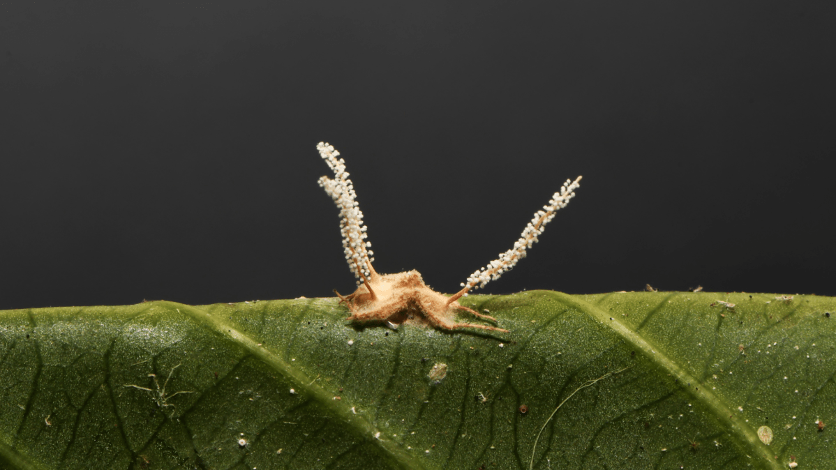 Fungo parasita que transforma aranha em “zumbi” é descoberto em MG