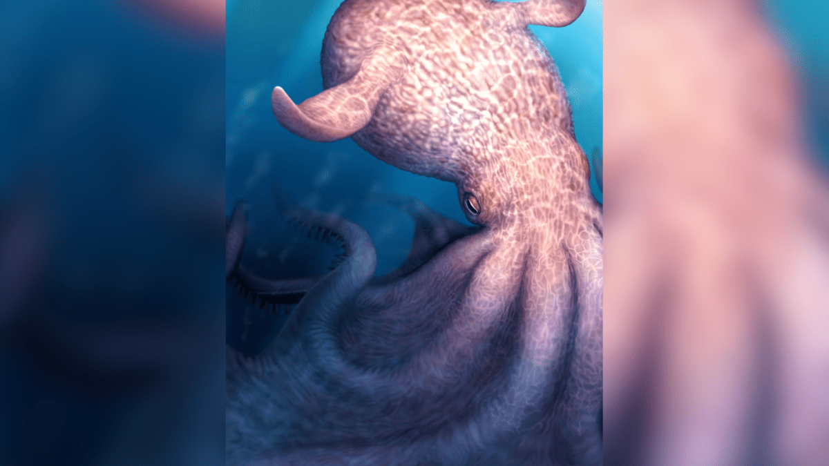 Polvos de quase 20 metros eram os predadores do topo há 100 milhões de anos