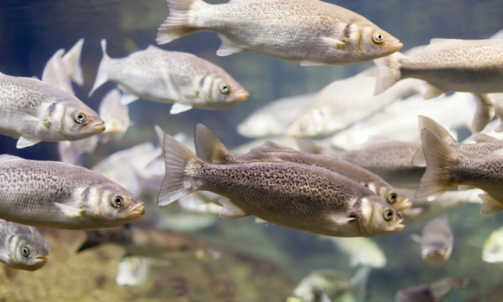 Salmões expostos à cocaína nadam distâncias mais longas, aponta estudo