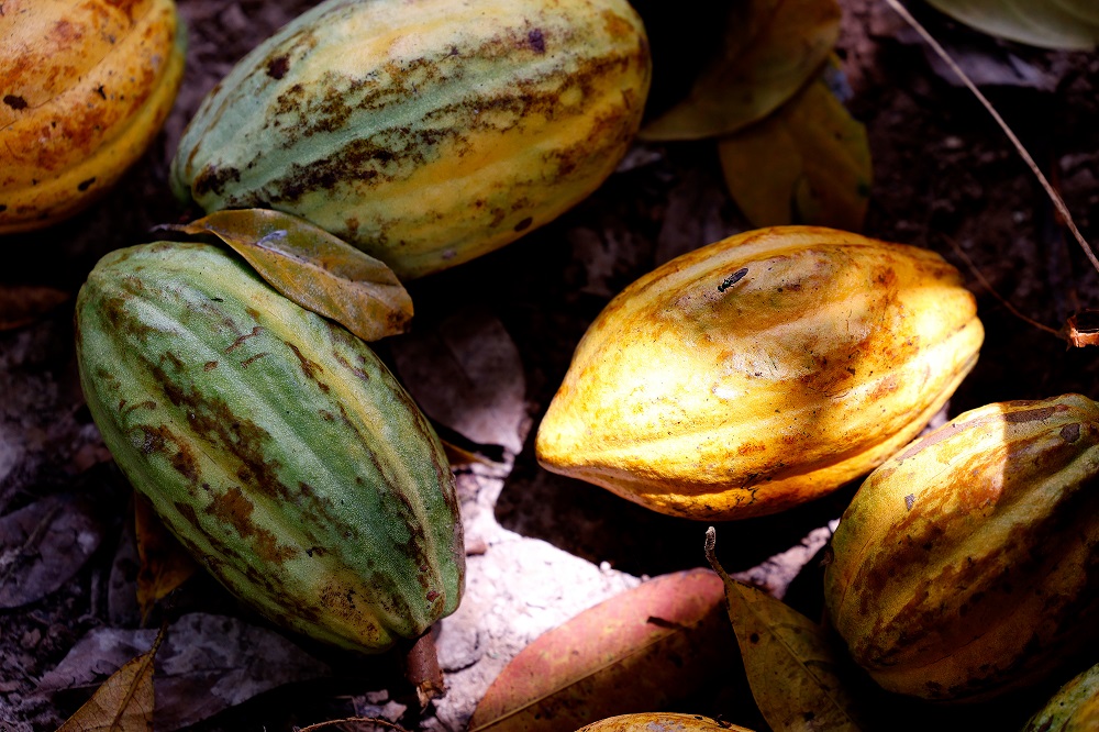 Senado aprova PL que define percentual mínimo de cacau no chocolate