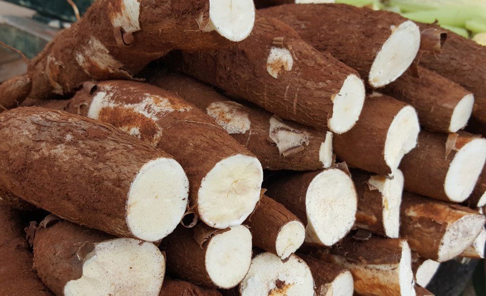 Mandioca vive fase de ajuste no Brasil com produção maior e preços voláteis
