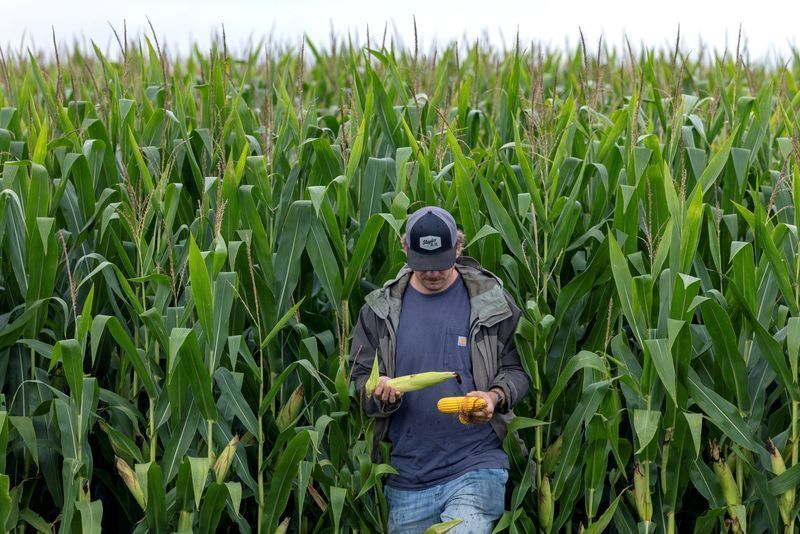 Safras & Mercado reduz previsão de colheita de milho do Brasil
