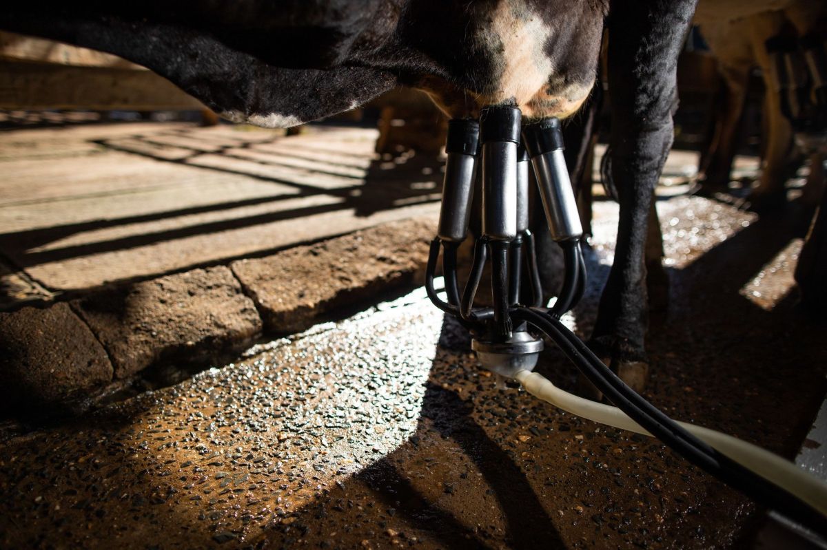 Verticalização e bem-estar animal ganham espaço nos laticínios brasileiros
