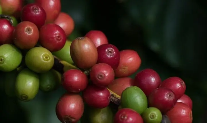 Cacau, café e algodão caem na abertura da bolsa de Nova York