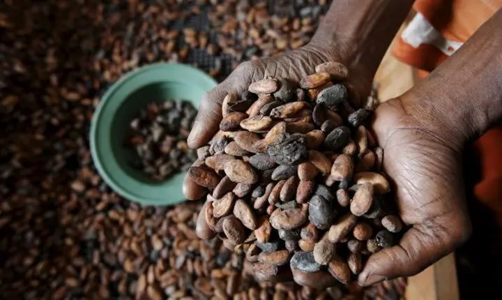 Cacau recua em NY com sinais de oferta global elevada