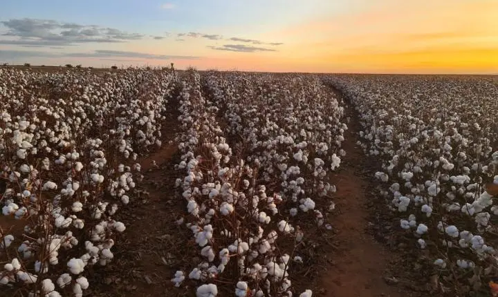 CNA aciona STF contra uso de dados de desmatamento em crédito rural