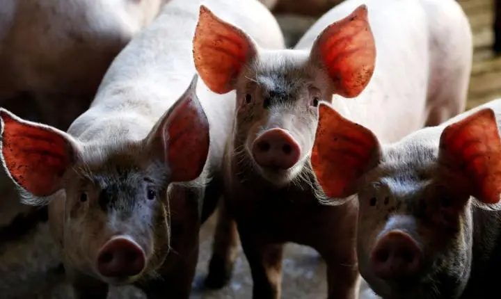 Dejeto suíno pode substituir fertilizante fosfatado na agricultura