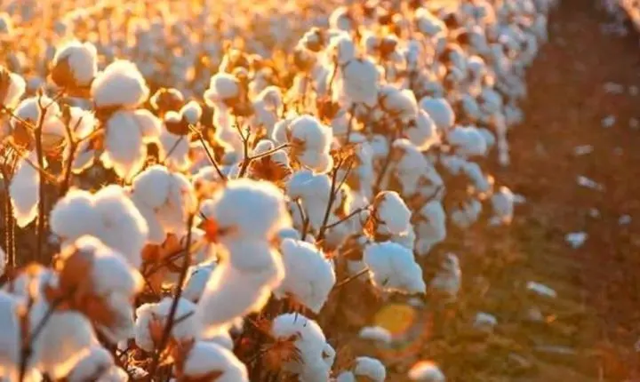 Do campo à etiqueta: rastreio de algodão brasileiro vira ativo global