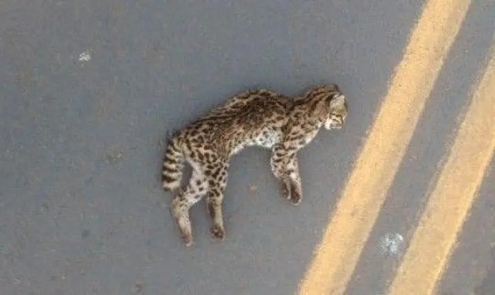 Estudo encontra fungo Sporothrix em animais atropelados no PR