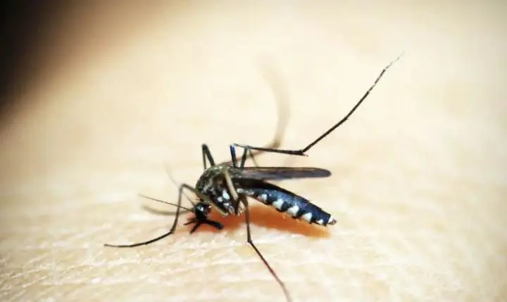 Febre amarela pode levar metade dos casos graves a óbito, diz especialista