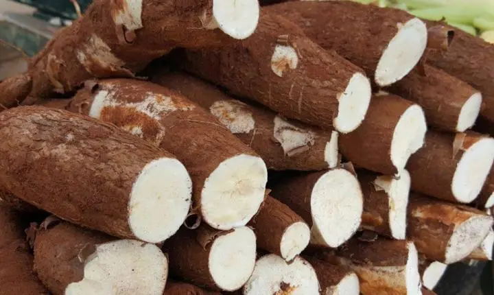 Mandioca vive fase de ajuste no Brasil com produção maior e preços voláteis