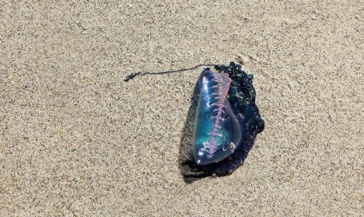 Queimadura por água-viva: o que fazer e informações gerais