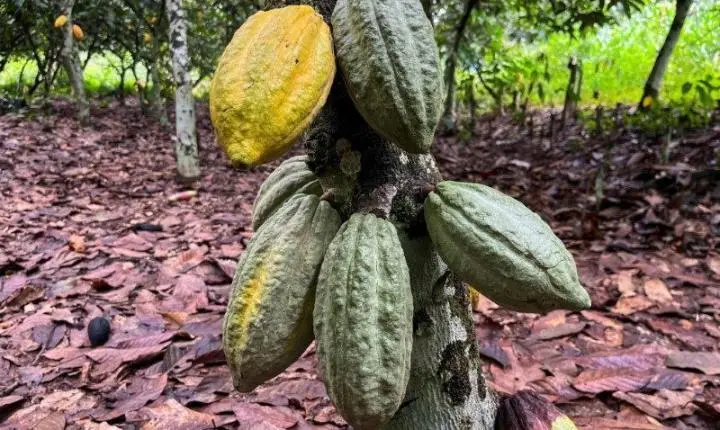 Recebimento de cacau cresce 61% no primeiro trimestre de 2026