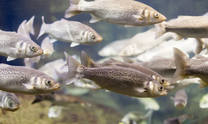 Salmões expostos à cocaína nadam distâncias mais longas, aponta estudo