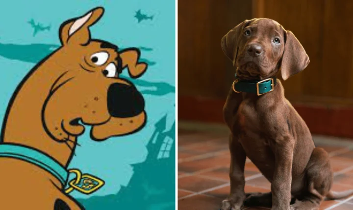 Scooby Doo na vida real: conheça a raça do cão icônico