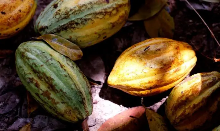 Senado aprova PL que define percentual mínimo de cacau no chocolate
