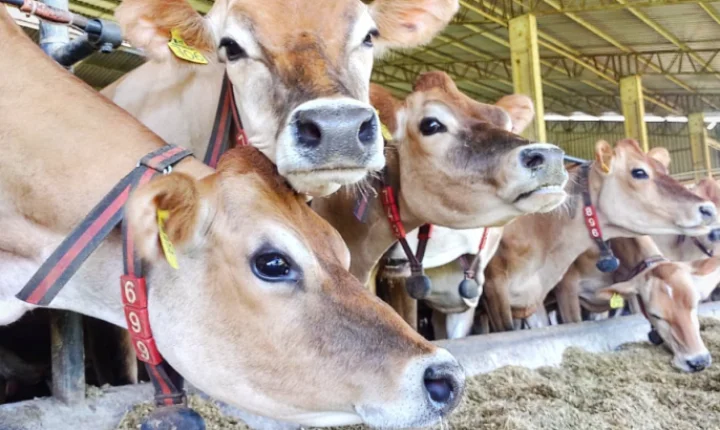 SRB quer análise sobre exclusão de carnes do Brasil na União Europeia