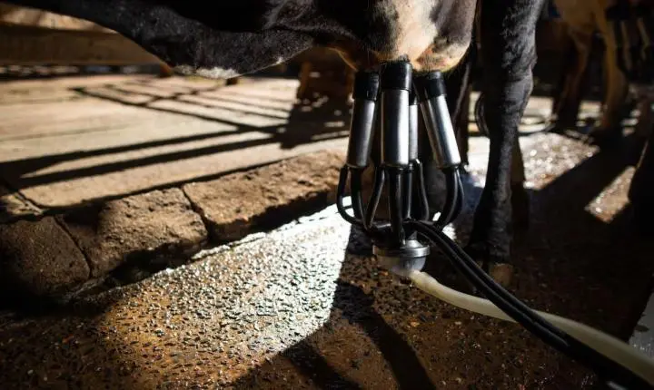 Verticalização e bem-estar animal ganham espaço nos laticínios brasileiros